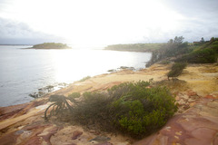 Melaleuca diosmatifolia