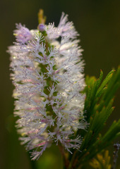 Melaleuca diosmatifolia