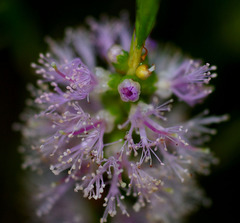 Melaleuca diosmatifolia