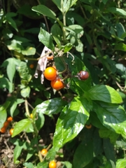Solanum bonariense