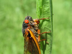 Magicicada septendecim