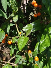 Solanum bonariense