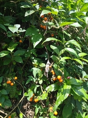 Solanum bonariense