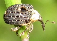 Cionus scrophulariae