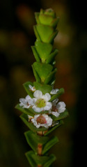 Baeckea imbricata