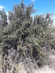 Atamisquea emarginata