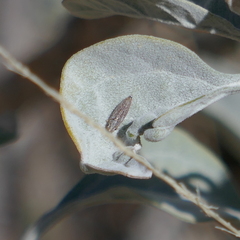 Amphigonalia severini