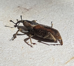 Rhabdoscelus obscurus