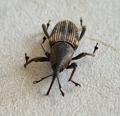 Rhabdoscelus obscurus