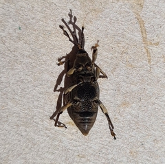 Rhabdoscelus obscurus