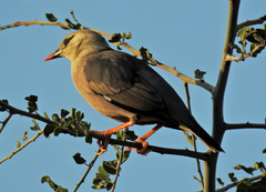 Acridotheres burmannicus