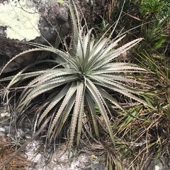 Dyckia