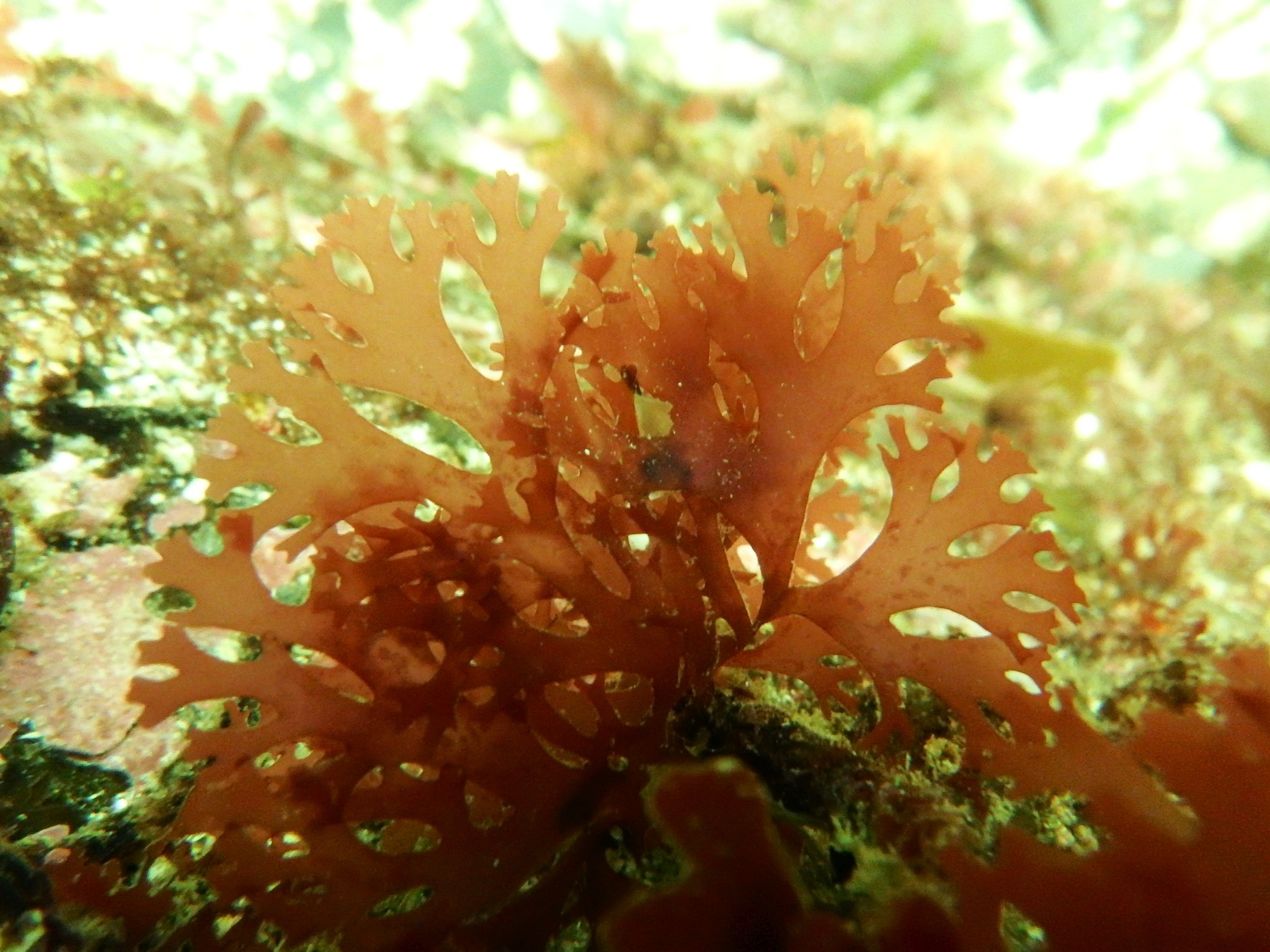 Callophyllis
