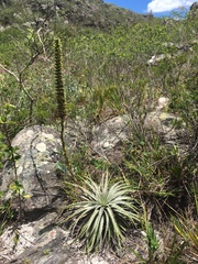 Dyckia