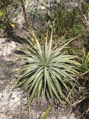 Dyckia