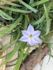 Ipheion uniflorum