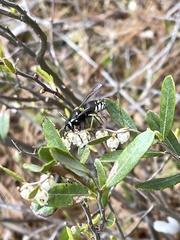 Vespula consobrina