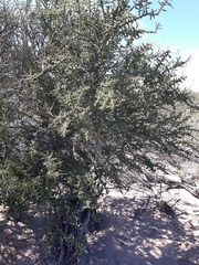 Condalia microphylla