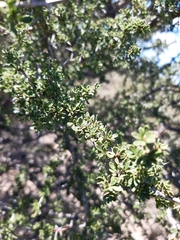 Condalia microphylla