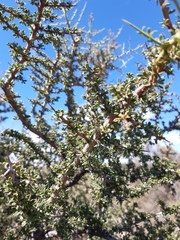 Condalia microphylla