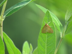 Saucrobotys futilalis