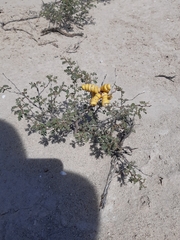 Prosopis strombulifera