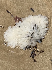 Sepioteuthis australis