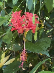 Hibiscus schizopetalus