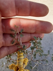 Prosopis strombulifera