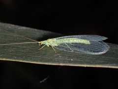 Apertochrysa edwardsi
