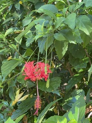 Hibiscus schizopetalus