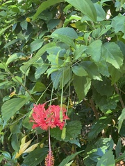 Hibiscus schizopetalus