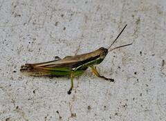 Bermius brachycerus