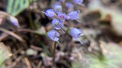 Veronica regina-nivalis