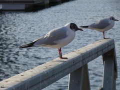 Chroicocephalus ridibundus