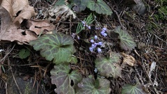 Veronica regina-nivalis