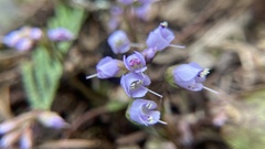 Veronica regina-nivalis