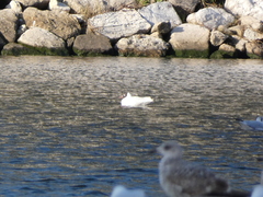 Chroicocephalus ridibundus