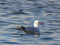 Chroicocephalus ridibundus