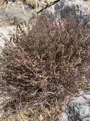 Ayenia compacta