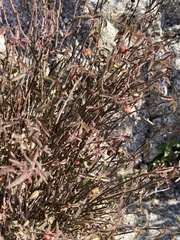 Ayenia compacta