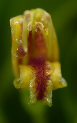 Bontia daphnoides