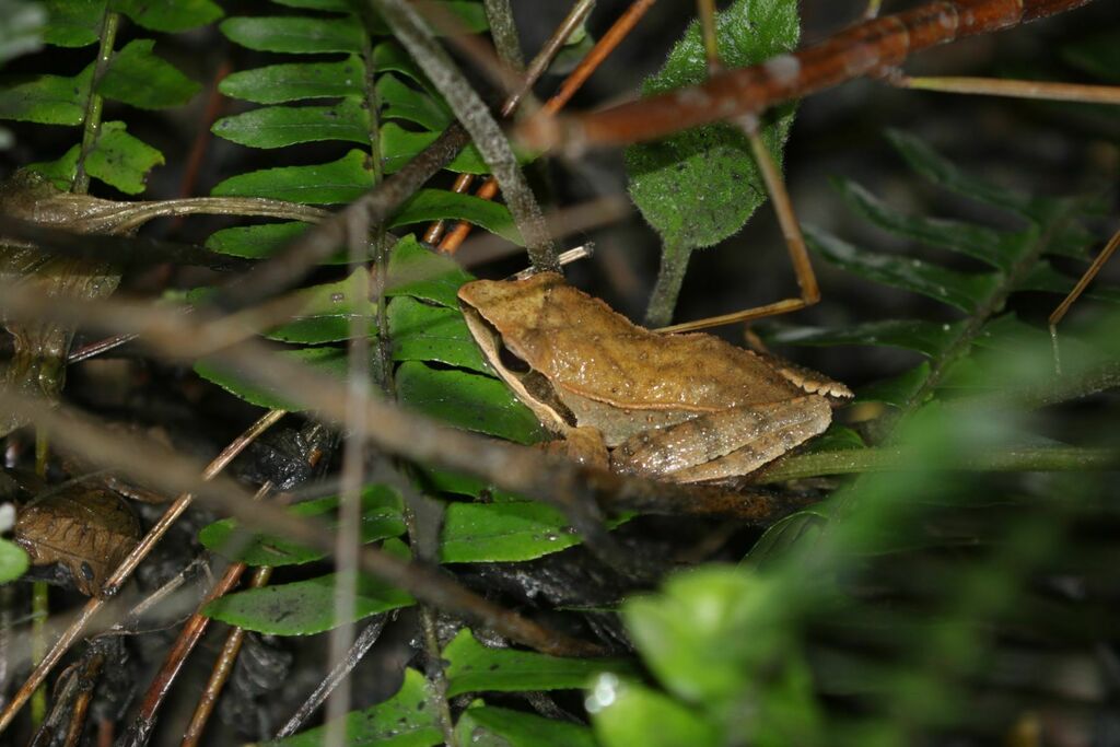 Amami Brown Frog