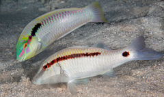 Parupeneus barberinus