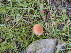 Guepinia helvelloides