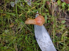 Guepinia helvelloides