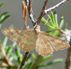 Scopula rubraria