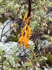 Gymnosporangium clavariiforme