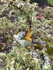 Gymnosporangium clavariiforme