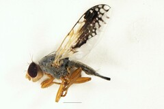 Trupanea longipennis
